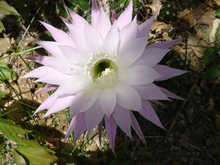 Big_flor_1_a
