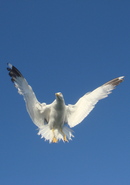 Medium_dsc01575