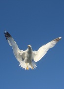 Medium_dsc01575