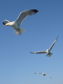 Medium_dsc01561