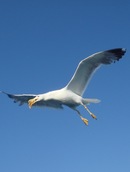 Medium_dsc01572
