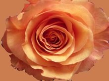 Big_rose